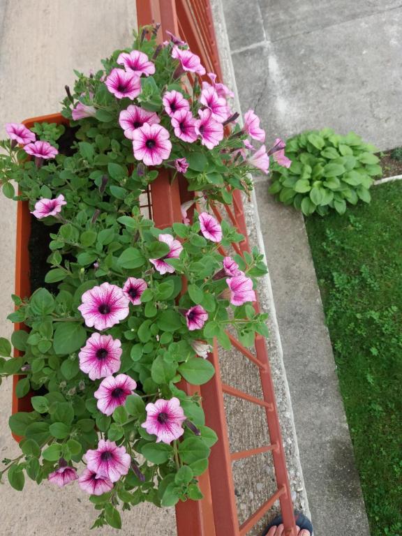 Apartments Mirković - 11