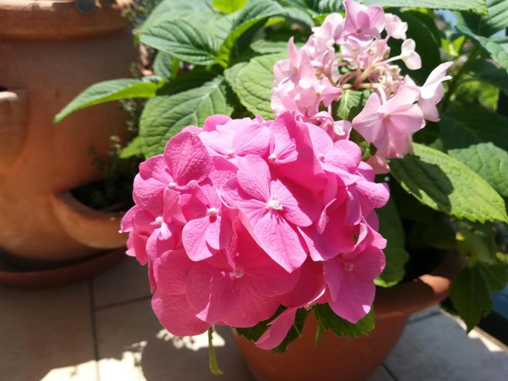 Zahrada ubytování Apartman Betty