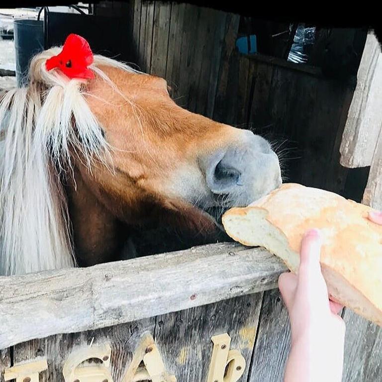 Zvířata v venkovského domu nebo okolí
