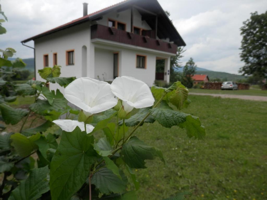Zahrada ubytování Guesthouse Matija
