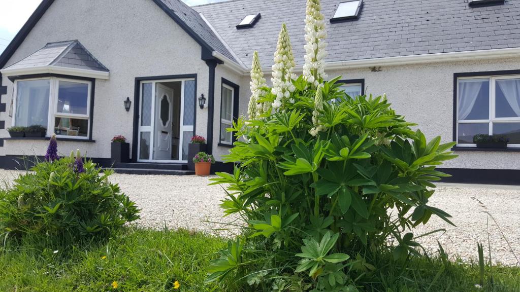 une maison avec des fleurs blanches devant elle dans l'établissement An Charraig Ban on the wild Atlantic way F94WT02, à Ardara