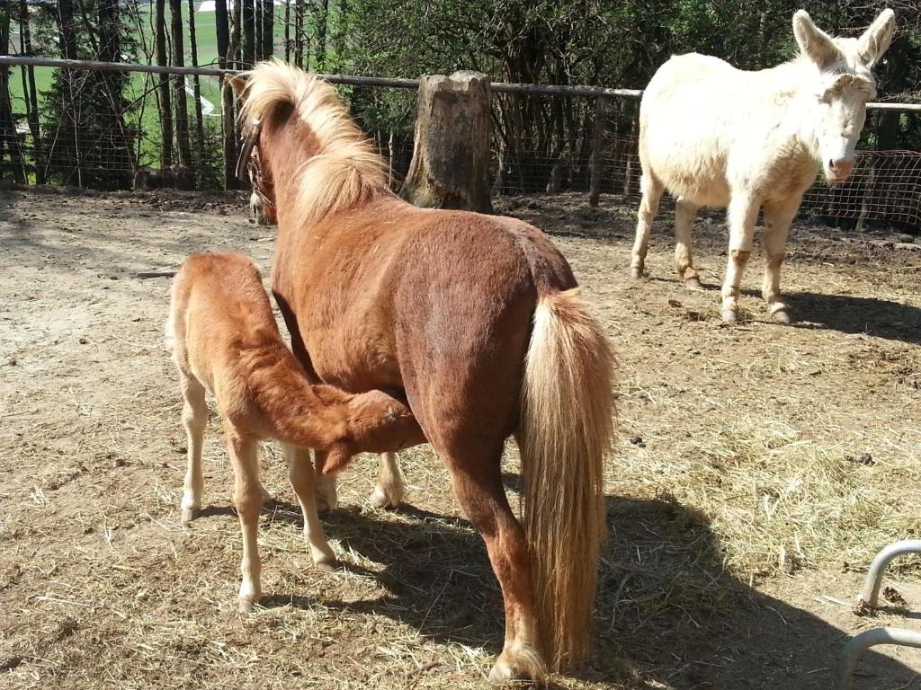 Altri animali domestici presso l'affittacamere o nei dintorni