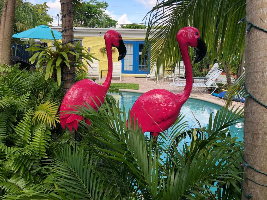 two pink flamingos are standing next to a pool at Calypso Inn Wilton Gay Male Resort in Fort Lauderdale