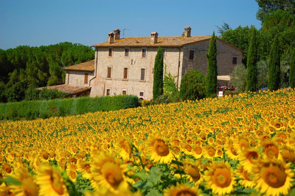 un grande campo di girasoli di fronte a un edificio di Agriturismo Casale Dei Frontini a San Terenziano