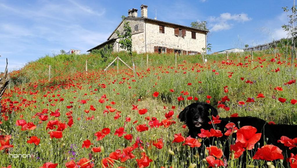 Zahrada ubytování Casale Le Orme