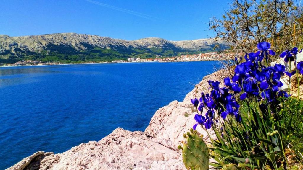 Banda niebieskich kwiatów na skale obok jeziora w obiekcie Lavender w Bašce