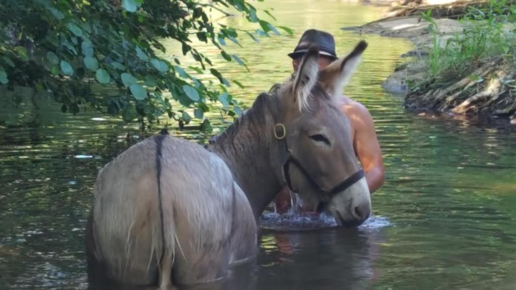 Zvířata v penzionu nebo okolí
