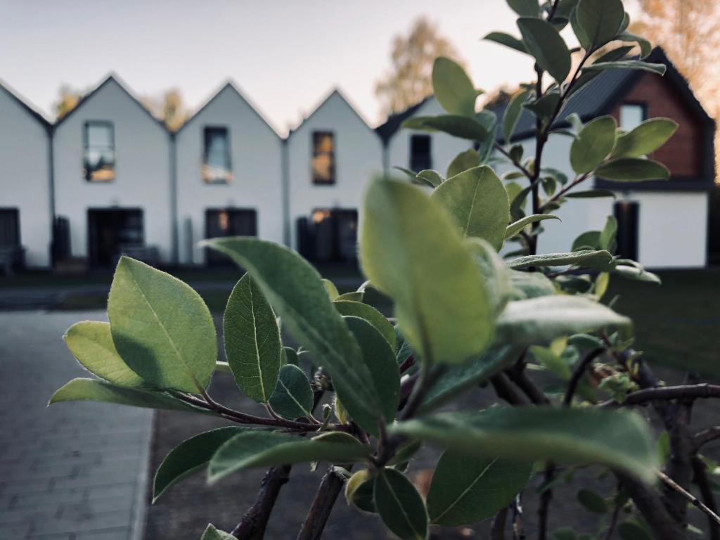 una planta frente a una fila de casas en Laba, en Mrzeżyno