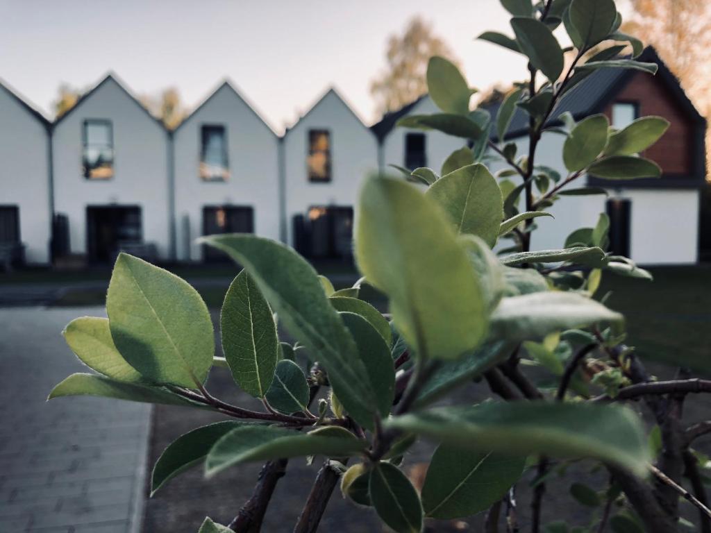 a plant in front of a row of houses at Laba in Mrzeżyno