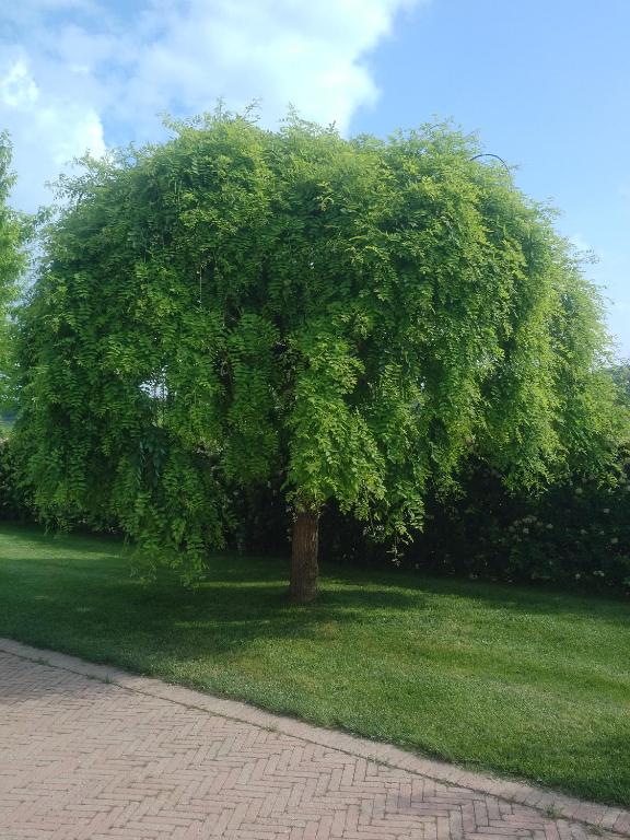 Ogród w obiekcie Cascina Cortine
