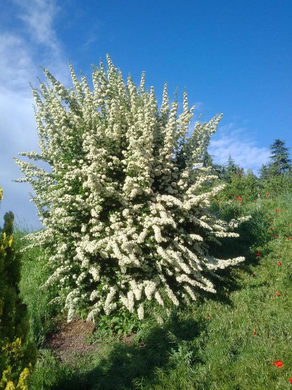Ogród w obiekcie Cascina Cortine