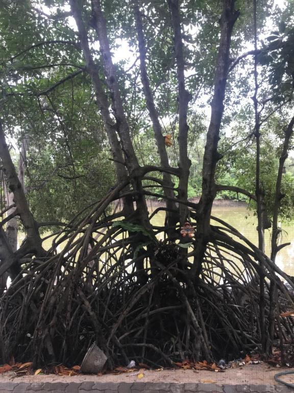Zahrada ubytování Baan Bon Resort Bang Tabun