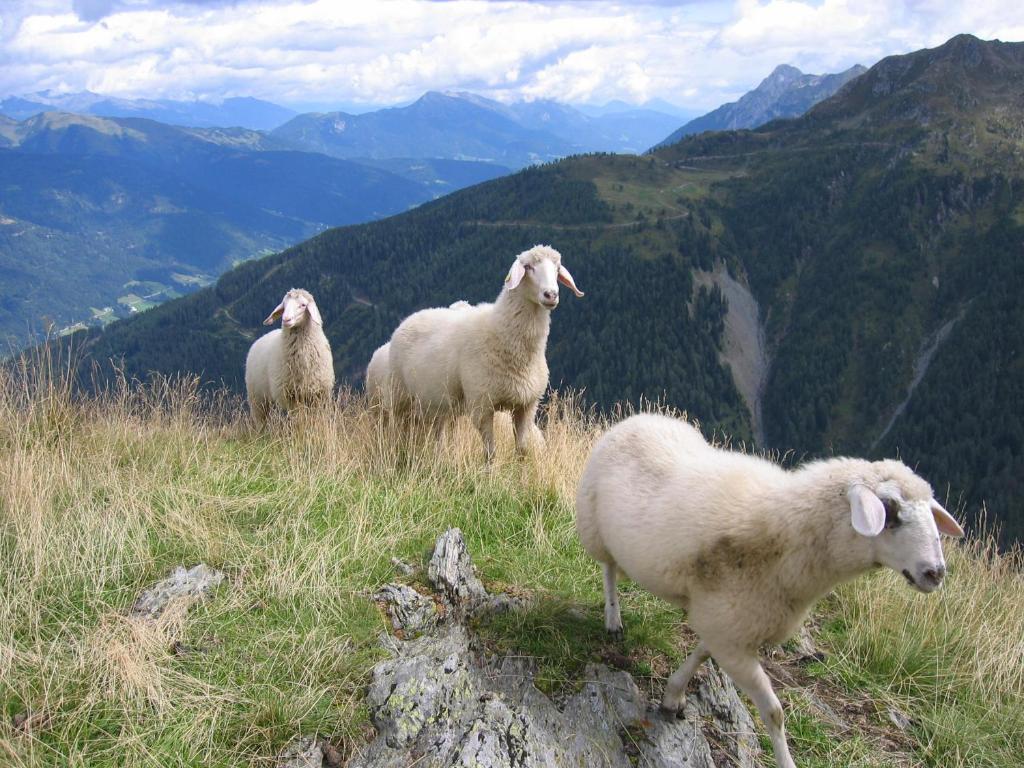 three sheep standing on top of a mountain at Pension Wilhelmer in Sankt Lorenzen im Lesachtal