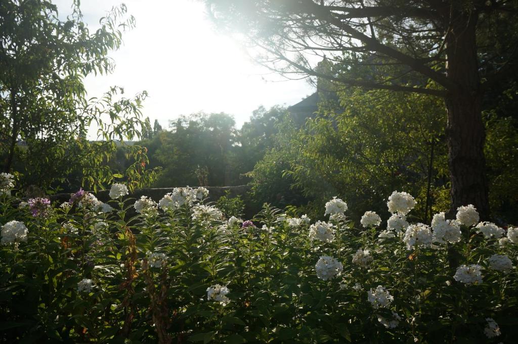 a garden with white flowers and trees at La Bourie in Le Girouard