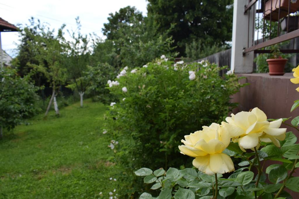 Apartman MirA في سراييفو: مجموعة من الزهور الصفراء في الفناء