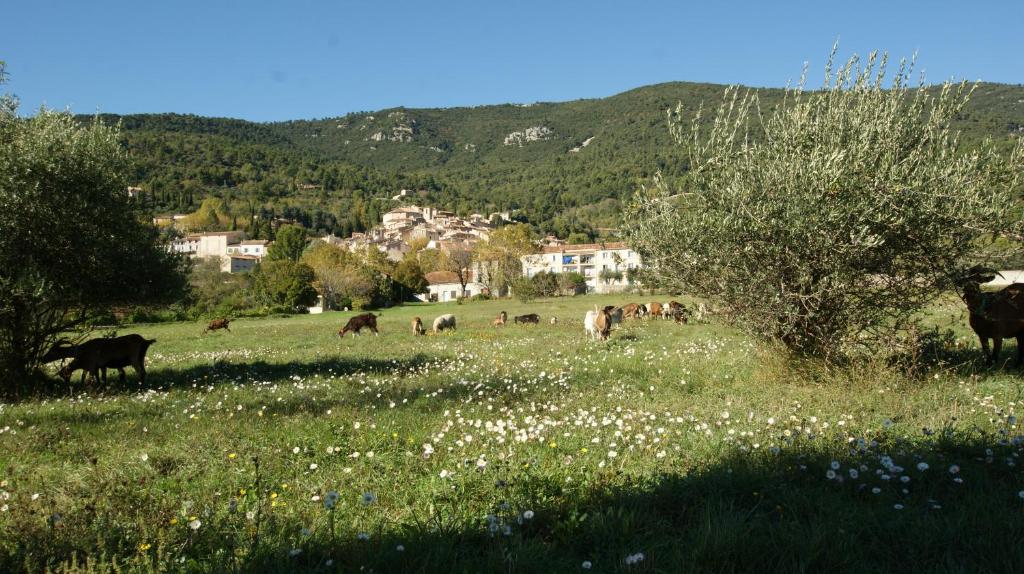 a herd of cows grazing in a field of grass at La Bastide des Cairns in Seillans