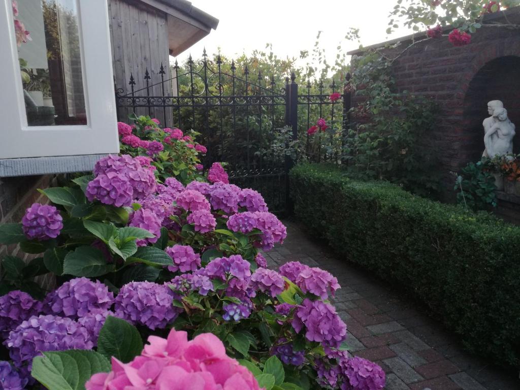 Zahrada ubytování La Rose