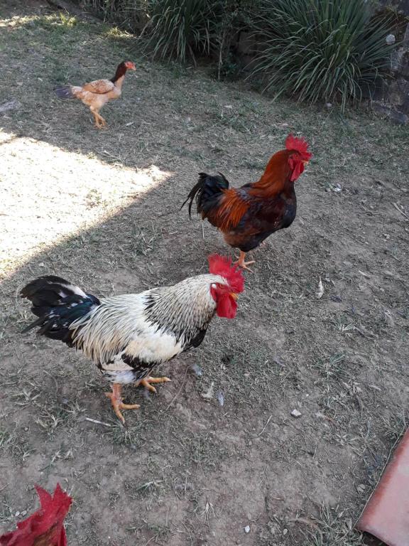  Chalé Canto do Galo