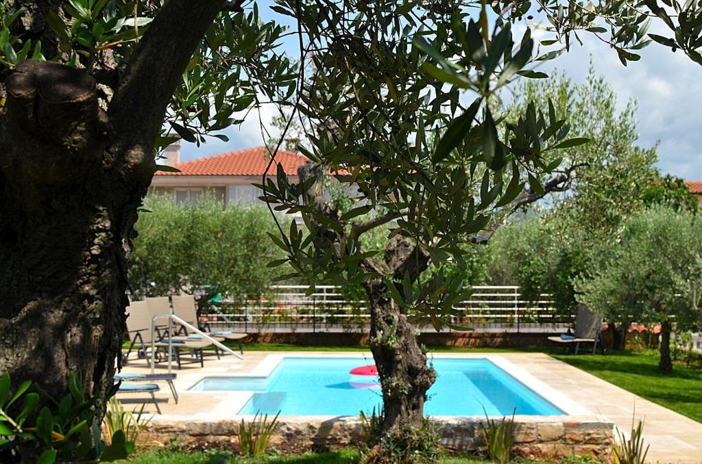 ein Pool im Garten mit einem Baum in der Unterkunft Holiday home Sverko in Novigrad Istria