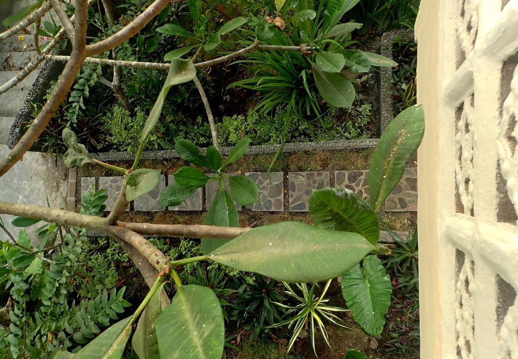 Tangkoko Sanctuary Villa - 8