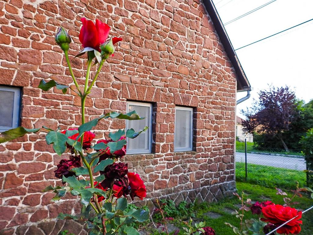 einem roten Rosenbusch vor einem Backsteingebäude in der Unterkunft Lake Vendégház in Alsóörs