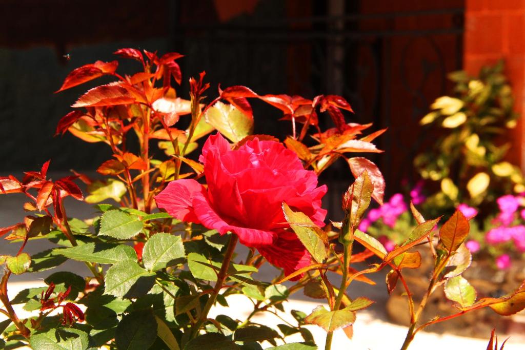 Jardí fora de Guest House VIP