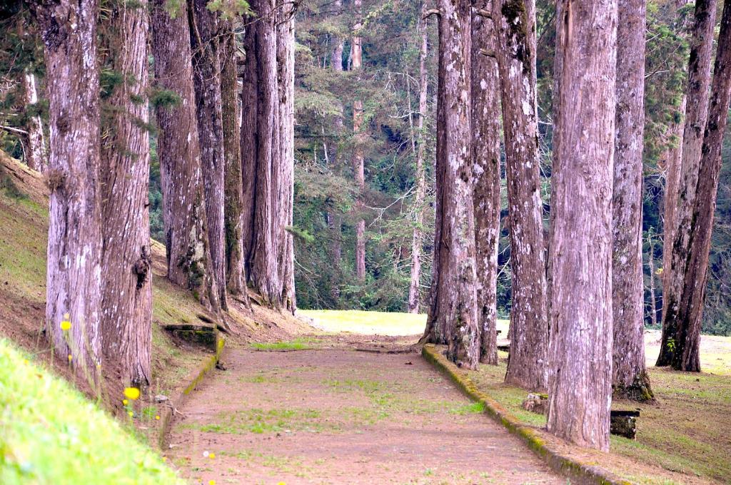  Hotel Platanus