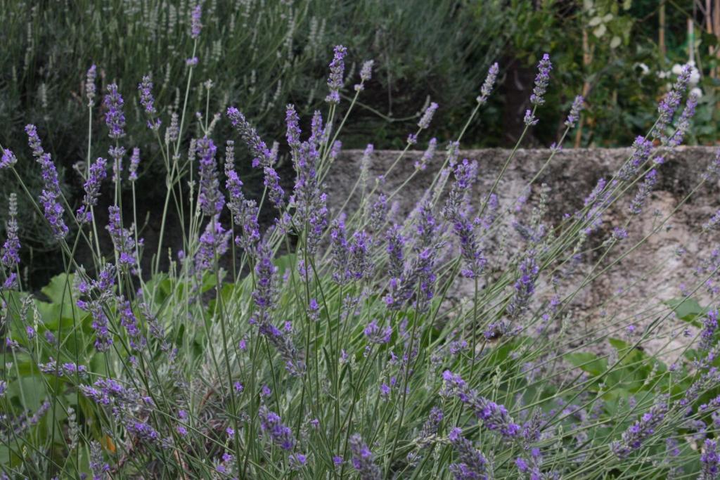 Apartmani Palmas Rijeka - 16