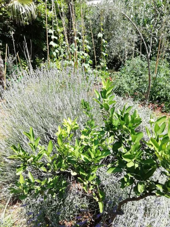 Apartmani Palmas Rijeka - 10