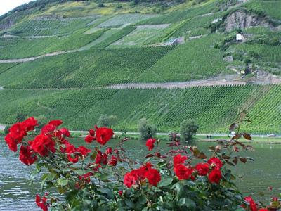 a bush of red roses in front of a mountain at Anneliese Schmitgen in Bernkastel-Kues