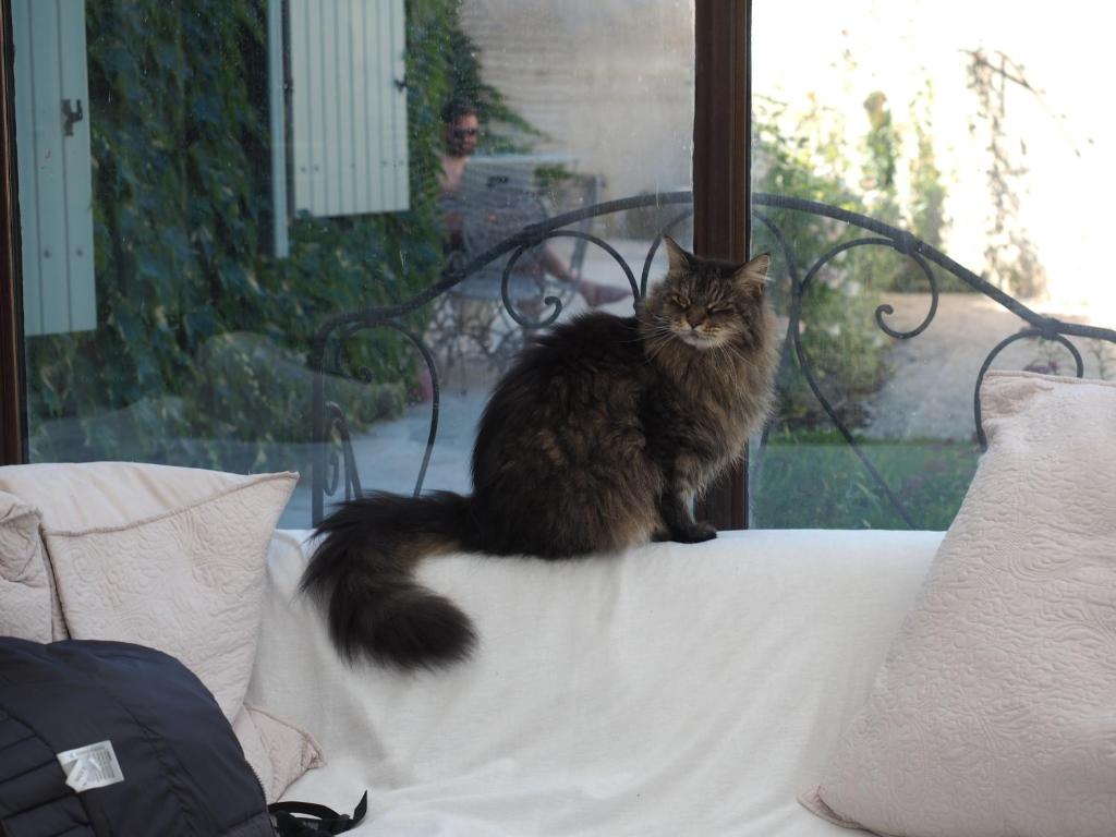 Domácí mazlíčci ubytovaní s hosty v ubytování Le Chat Sur Le Toit