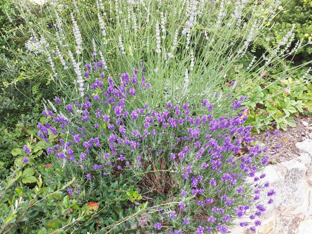 Ferienwohnung am Spreeradweg in Bautzen - 2
