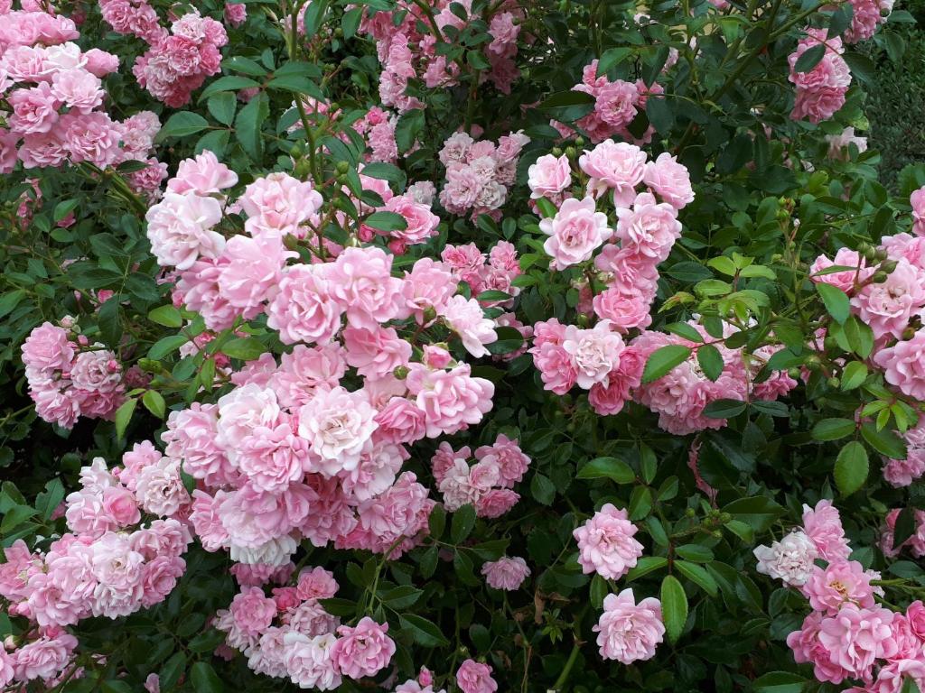 Ferienwohnung am Spreeradweg in Bautzen - 1