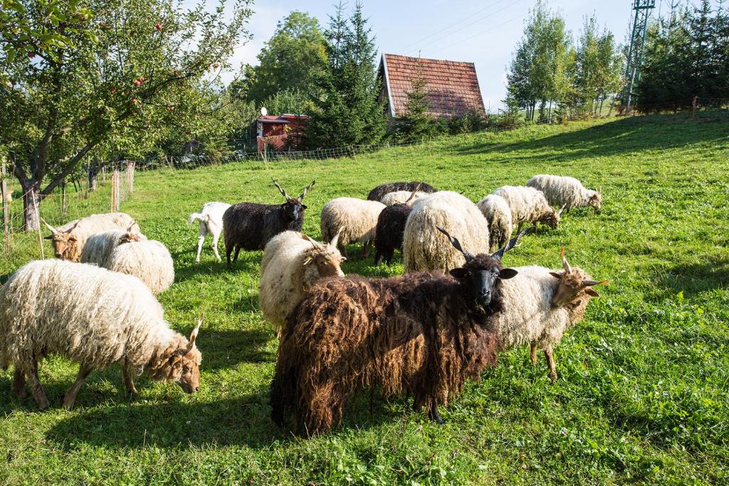 Zvířata v prázdninového areálu nebo okolí