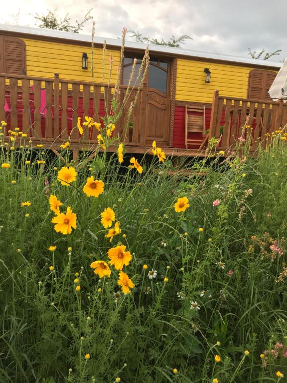 ein Feld gelber Blumen vor einem Zug in der Unterkunft la roulotte de l'ami nature in Barrais-Bussolles