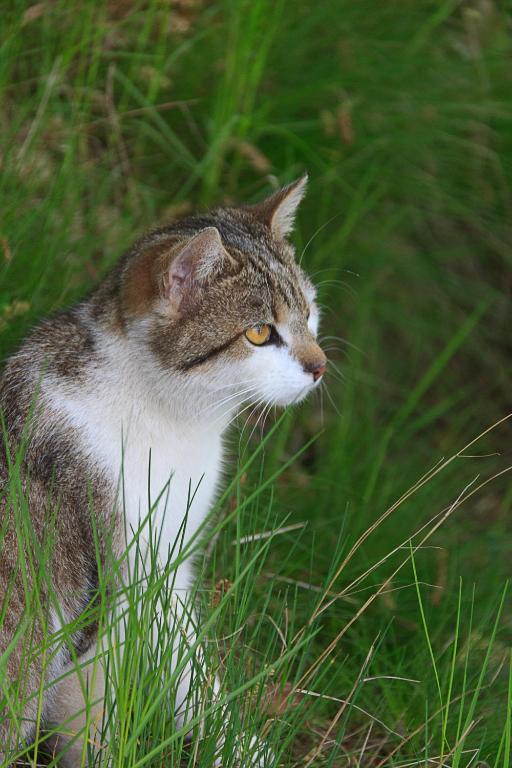 Ospiti di The Hideaway con animali domestici