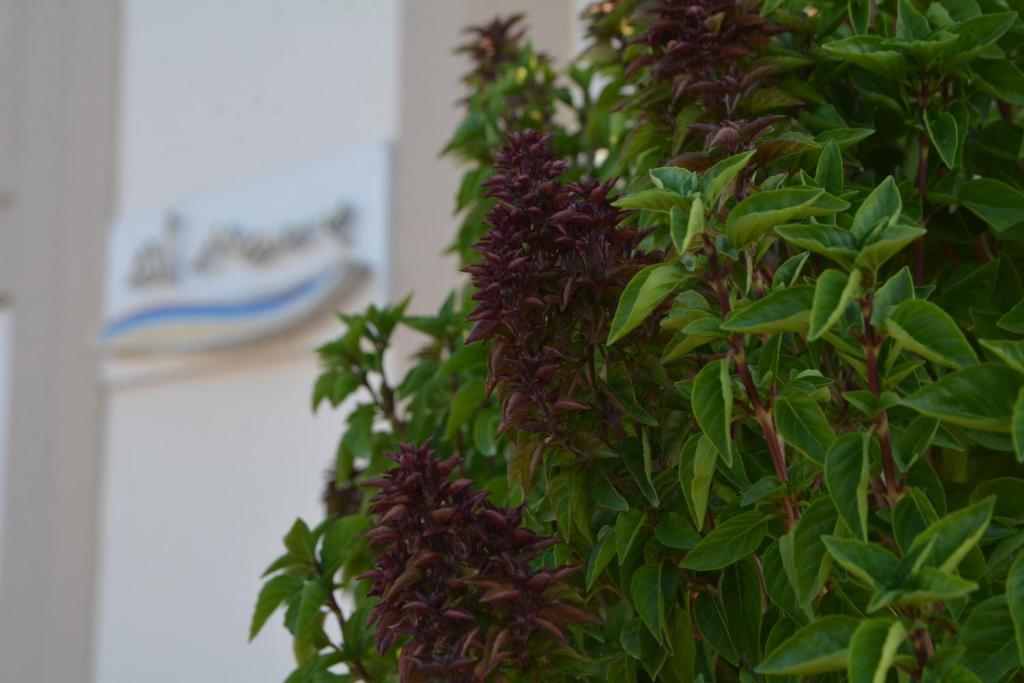 Zahrada ubytování Al Mare Hotel