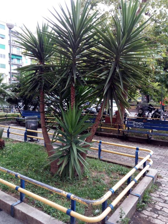 A garden outside Cicicocó