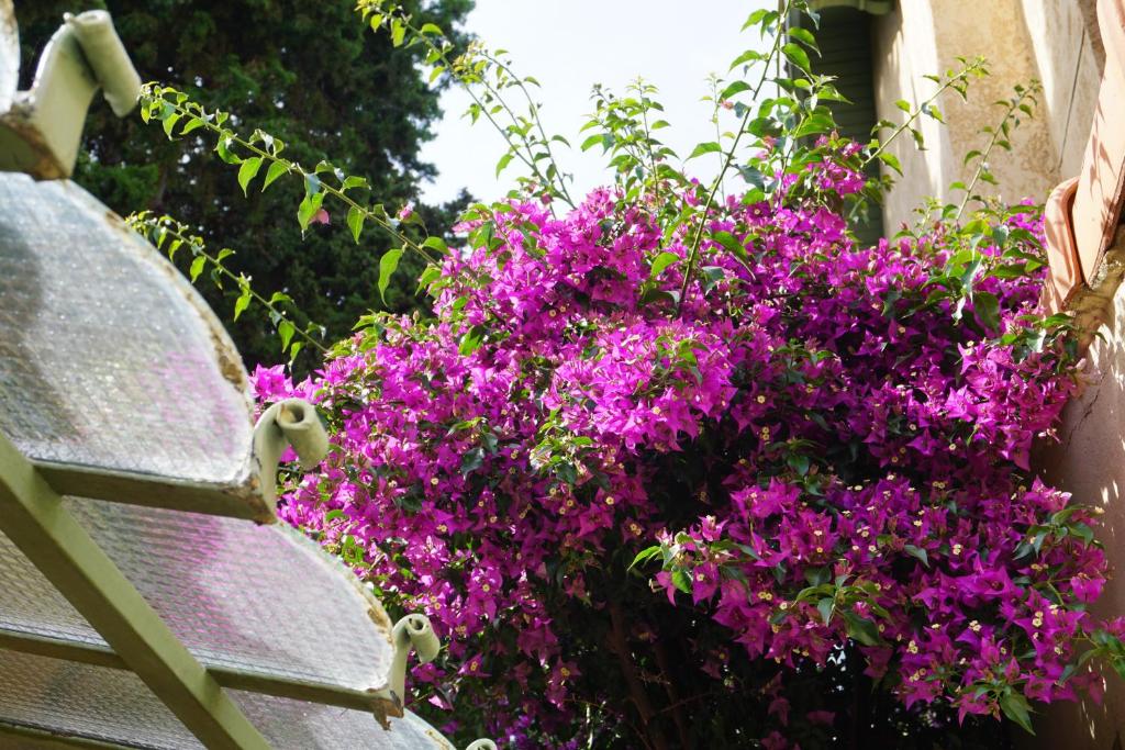 a bunch of purple flowers next to a bench at Hotel Le Ponteil in Antibes