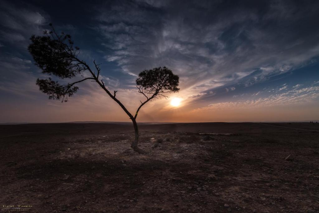 een boom in het midden van een veld met de zonsondergang bij Or Gani in Arad