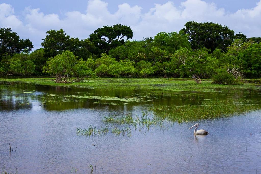 Fotografie z fotogalerie ubytování Hotel Royal Safari v destinaci Sauraha