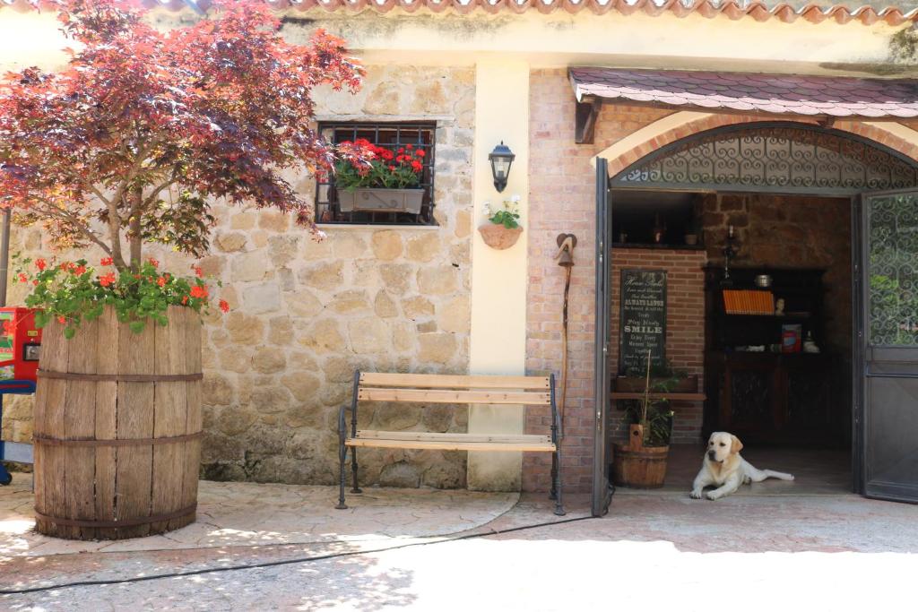 un perro sentado fuera de un edificio con un banco en Agriturismo San Leonardo, en Centola