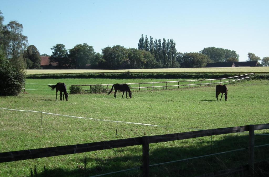 een groep paarden die in een veld grazen bij Ferienwohnung "Landblick" in Lüdinghausen