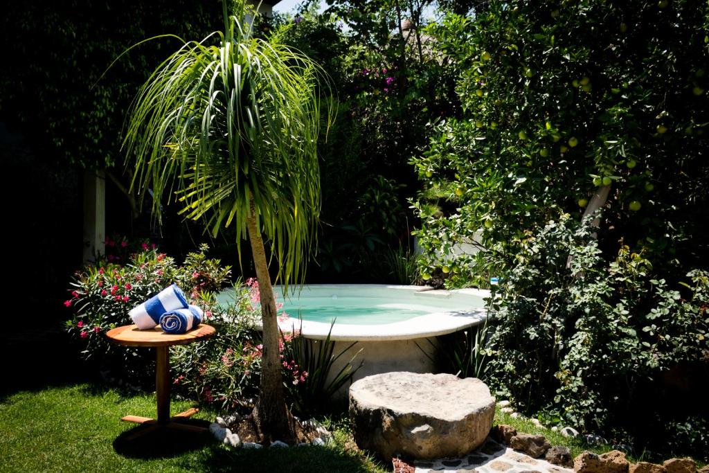 una palmera sentada junto a una pequeña piscina en Paradise Hotel Boutique & Lounge en Malinalco