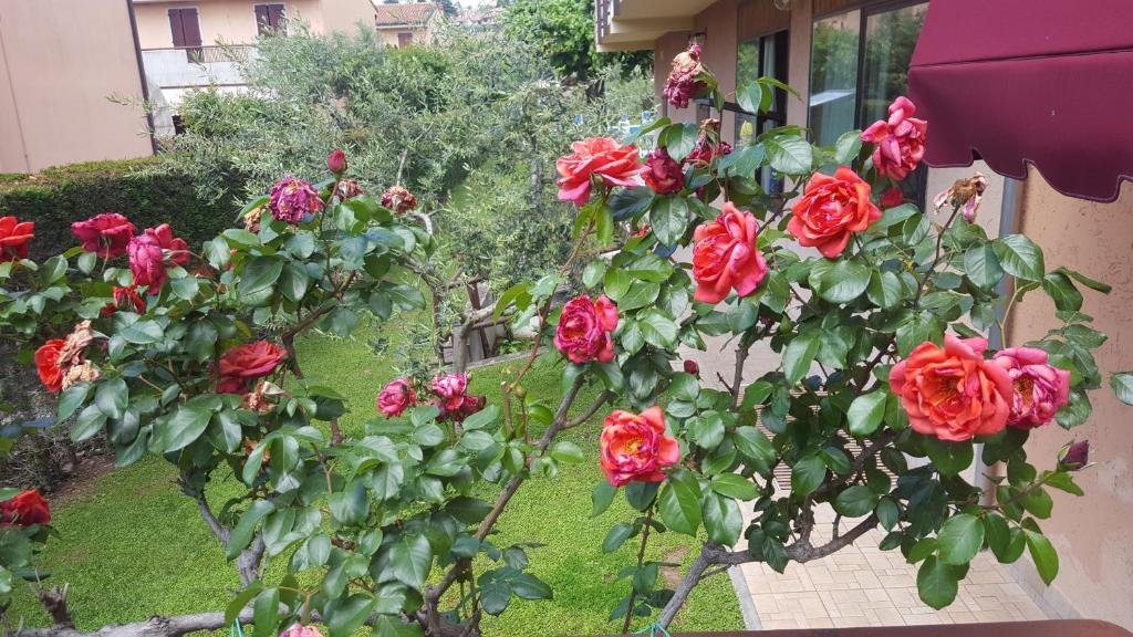 Zahrada ubytování Hotel Andreis