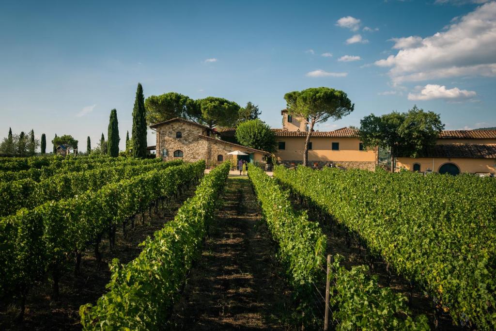 rząd winorośli przed budynkiem w winnicy w obiekcie Viticcio w Greve in Chianti