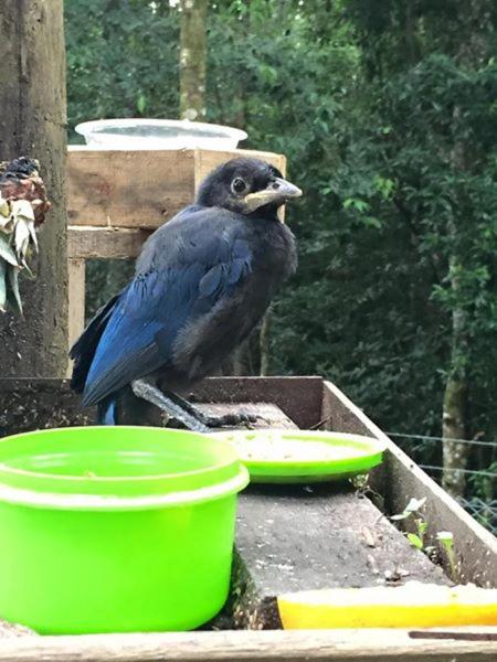 Suite Gramado Snow  Suite Gramado Snow