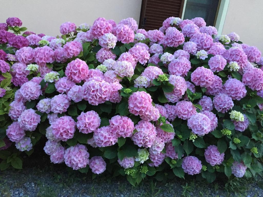 Zahrada ubytování Cascina La Corte