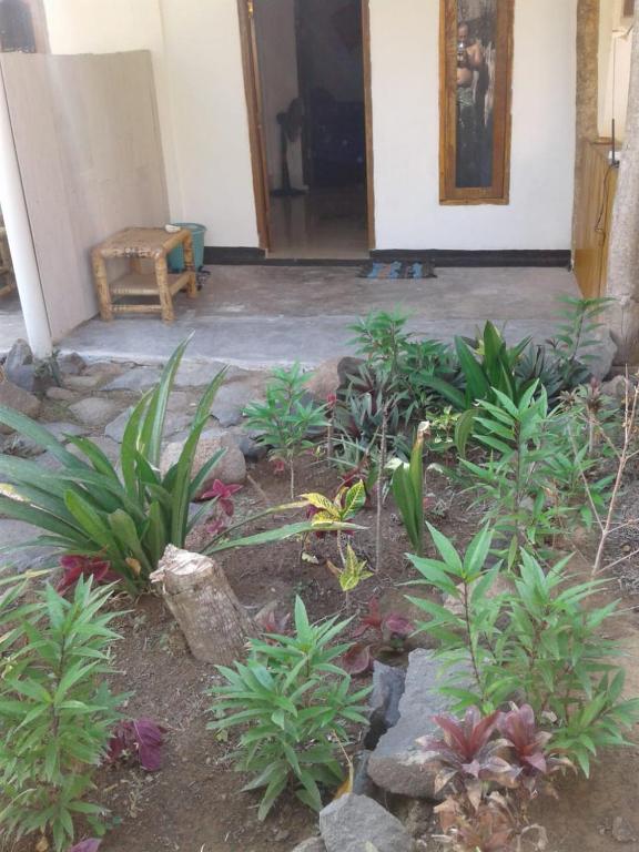 Zahrada ubytování Crispycool Homestay