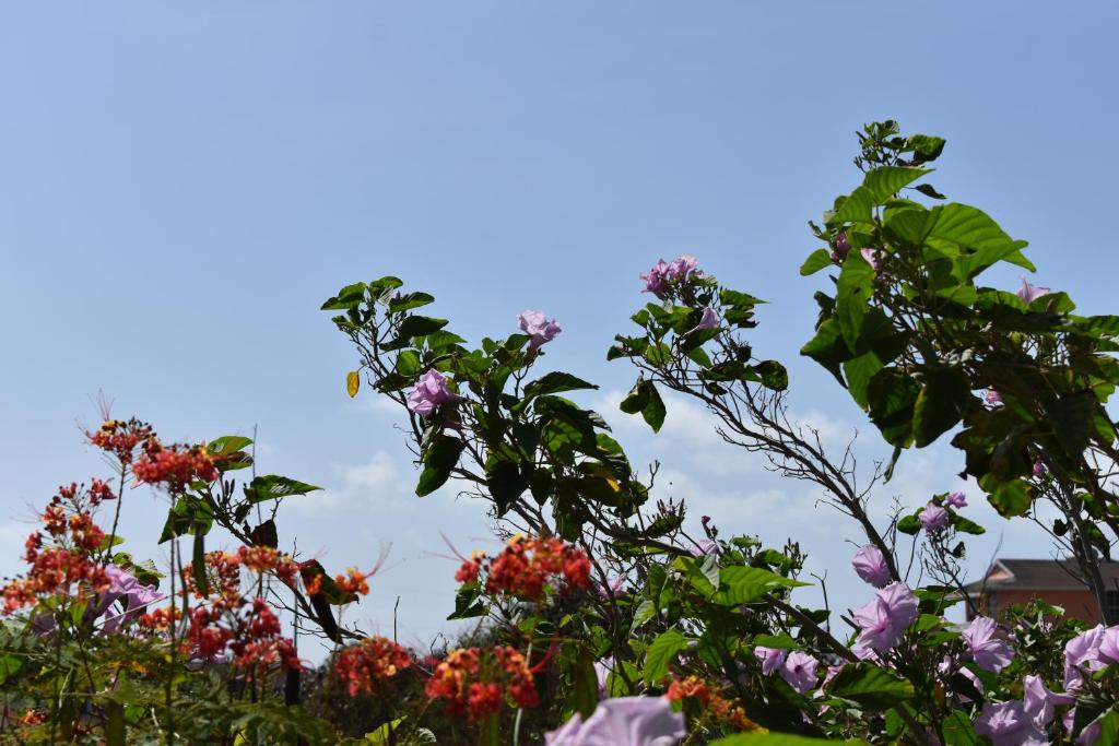 a group of flowers against a blue sky at The Pool House in Saint Philip